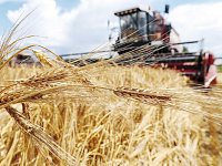 В районе завершается уборка ранних зерновых