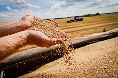 Романовские сельхозпроизводители намолотили сто тысяч тонн романовского хлеба