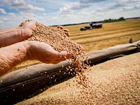 Романовские сельхозпроизводители намолотили сто тысяч тонн романовского хлеба