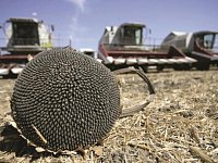 Саратовская область – лидер по валовому сбору подсолнечника в России