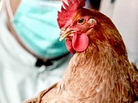 Высокопатогенный грипп птиц: как предотвратить возникновение инфекции