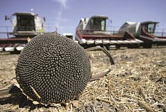 Саратовская область – лидер по валовому сбору подсолнечника в России